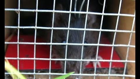 Bẫy chuột bằng gỗ với cơ chế sập kiểu bàn đạp (Wooden box mouse trap of VietNam)