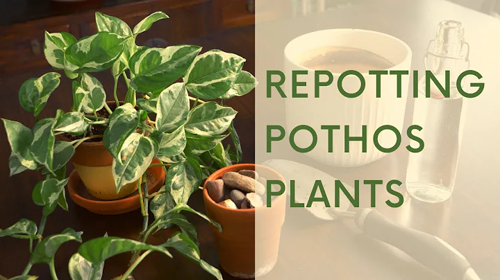 Repotting Pothos Plants - How to Repot for New Gardeners