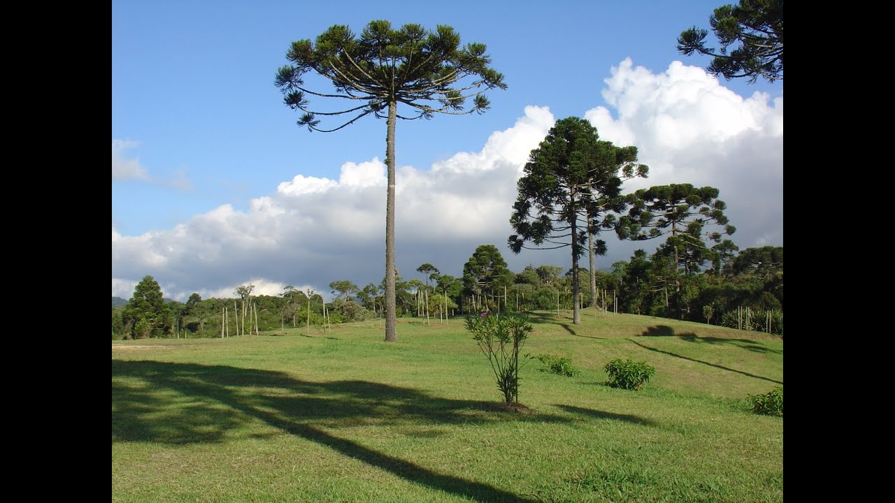 Linda chácara em São josé dos pinhais | Aceita imóvel em Osasco e Ctba.