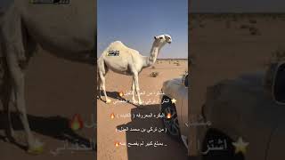 وانتاجه عرنون فئات مهرجان