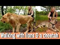 Walking with Lions & A Cheetah *Unbelievable!* | Zambia