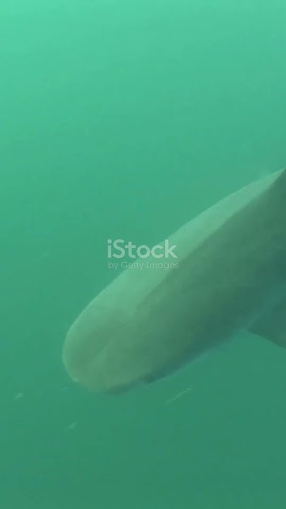 the-longest-living-creature-on-earth-youtube