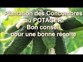 Plantation des Concombres au Potager: des Erreurs Typiques et Bon Conceil