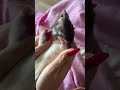 Ayurvedic massage. #cute #rat #крысы #милота