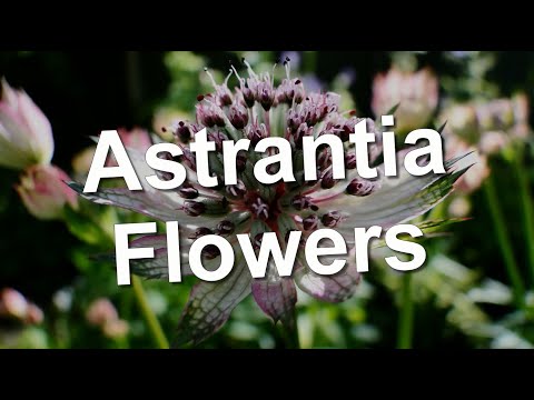 Video: Astrantia- ն մեծ է