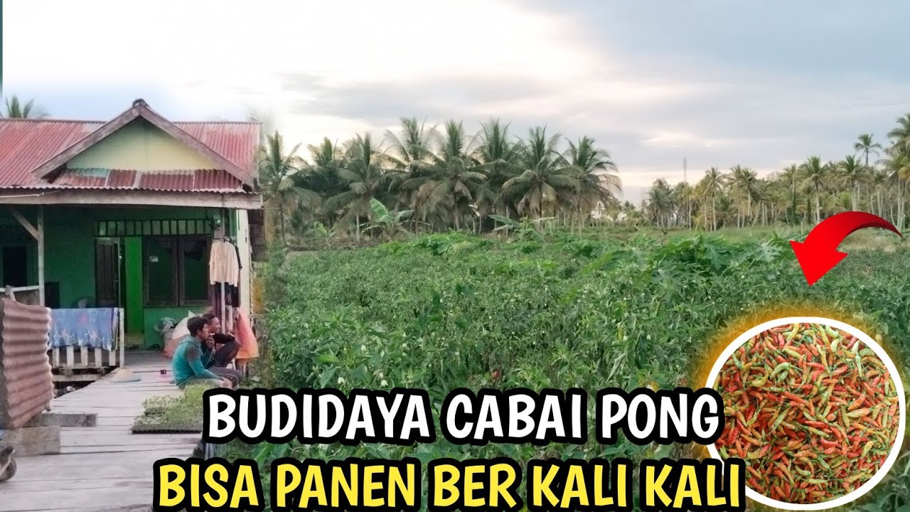 LUAR BIASA PERTUMBUHAN CABAI DILIHAN WARGA TRANSMIGRASI KALIMANTAN UTARA