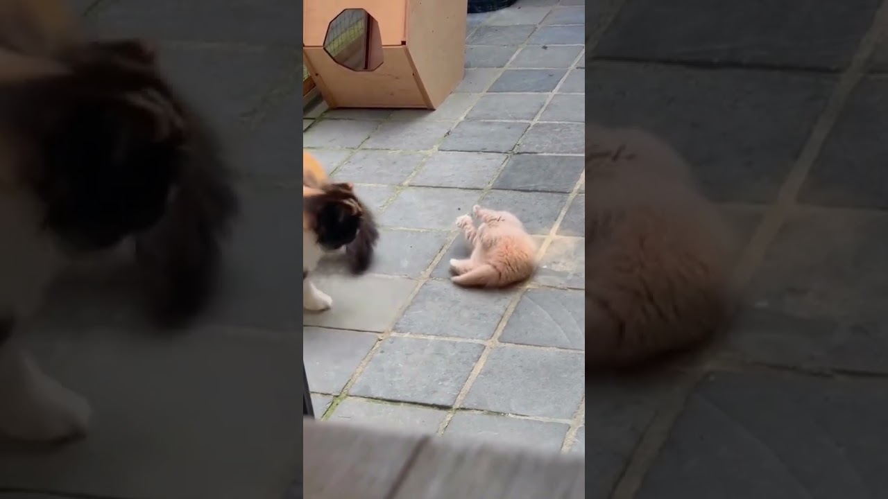 Kitten needs mommy's help 