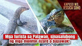 Mga turista sa Palawan, sinasalubong ng mga monitor lizard o bayawak! | Kapuso Mo, Jessica Soho
