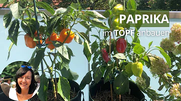 Wie pflanzt man Paprika im Topf?