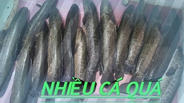 Câu cá lóc khi bình minh lên của anh chàng cần thủ hàn quốc || #dhtchannel