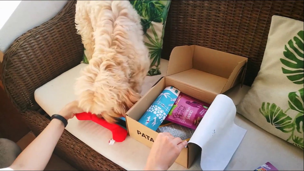Unboxing de la caja para perros Patasbox - Junio 2018 perros feos
