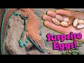 Our Ackie Monitors Laid Eggs!