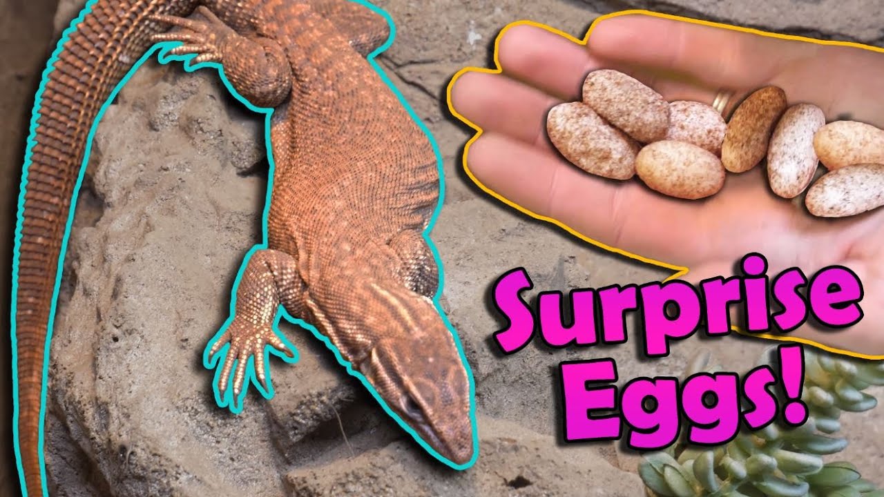 Download Our Ackie Monitors Laid Eggs!