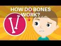 How Do Bones Work? Human Skeleton Facts for Kids - What is the Skeleton? - Skeleton Facts for Kids