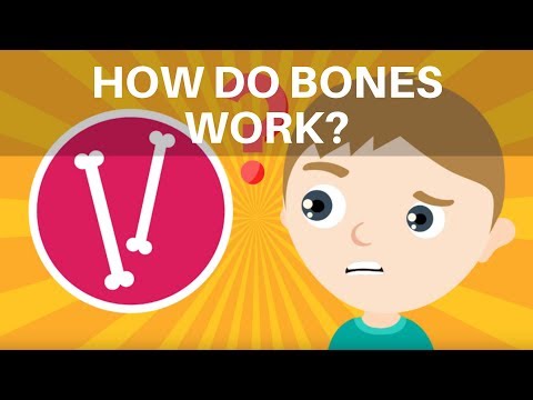 뼈는 어떻게 작동합니까? 어린이를 위한 인체 골격 정보