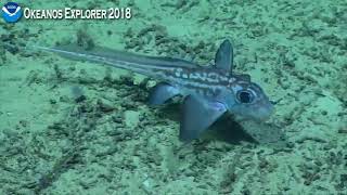EX1806 Dive 05 Jun 19 2018 Hour 1 Bottom Okeanos Explorer ROV Dive