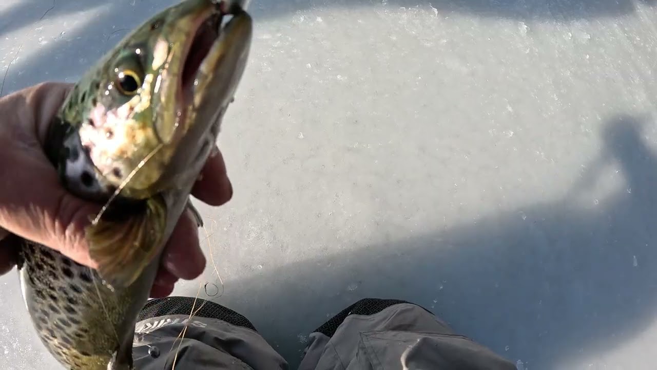 Ice fishing  Brown trout lake buel western mass 
