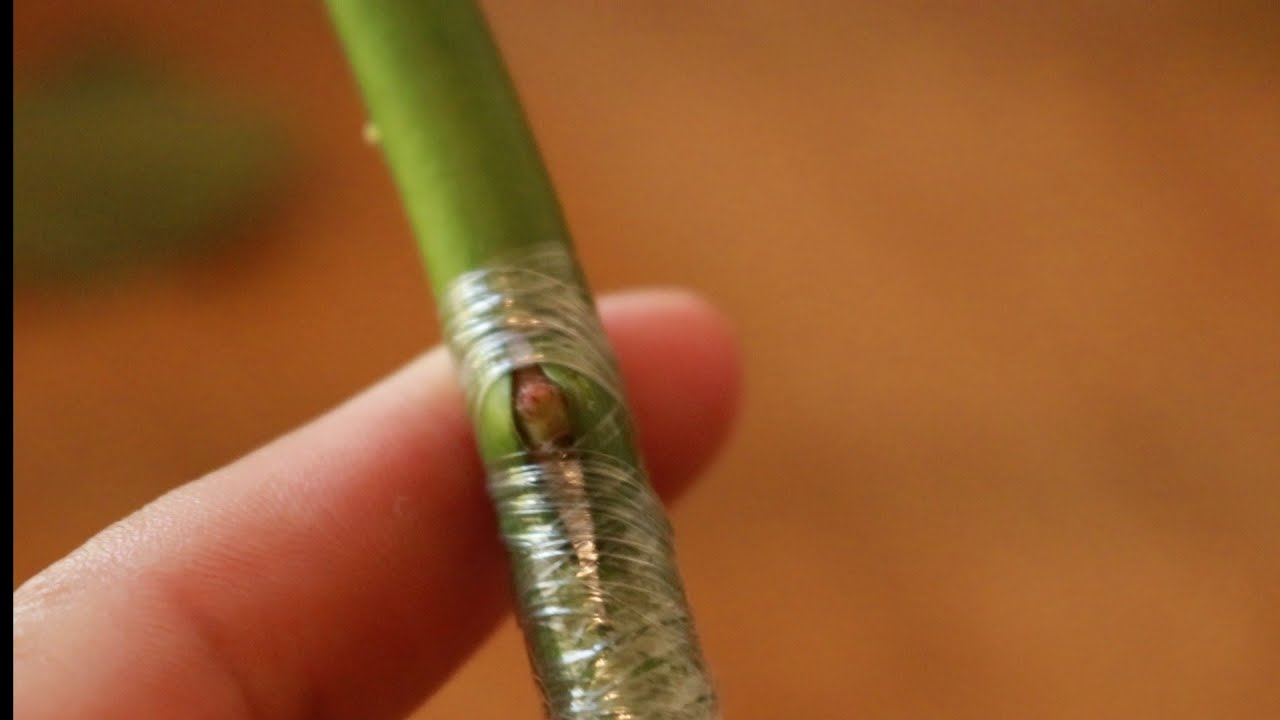 สอนติดตากุหลาบ เข้าใจง่าย ดูคลิปเดียวทำเป็น T-Bud grafting | Fon Channel มือใหม่เชิญทางนี้