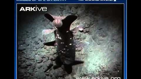 ARKive video 5712A6E8 3022 464B 9344 1FAF37CC47AB