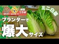 【みかんぼーや登場!】プランターで爆大サイズのミニ白菜の育て方|ミニ白菜栽培
