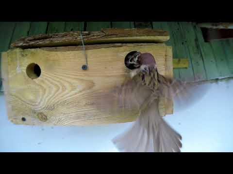 видео: Домик для воробьев - диаметр летка