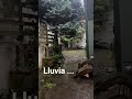 La lluvia #lluvia #poesia