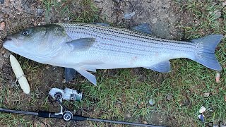 Nor'Easter Shore Tour Search For Mullet Blitzing Striped Bass