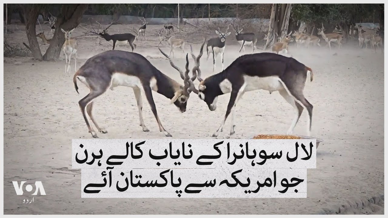 The rare blackbucks of Lal Suhanra that came to Pakistan from the U.S. | VOA Urdu