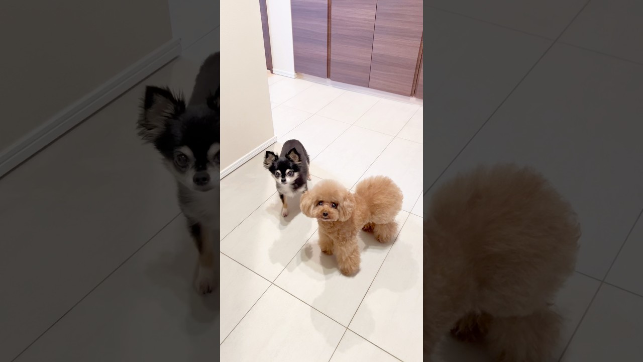 ママがお出かけした時😂 #dog