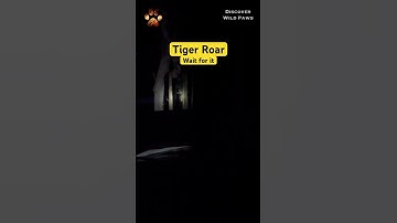 Thumbnail of Loud Tiger Roar in Night Safari