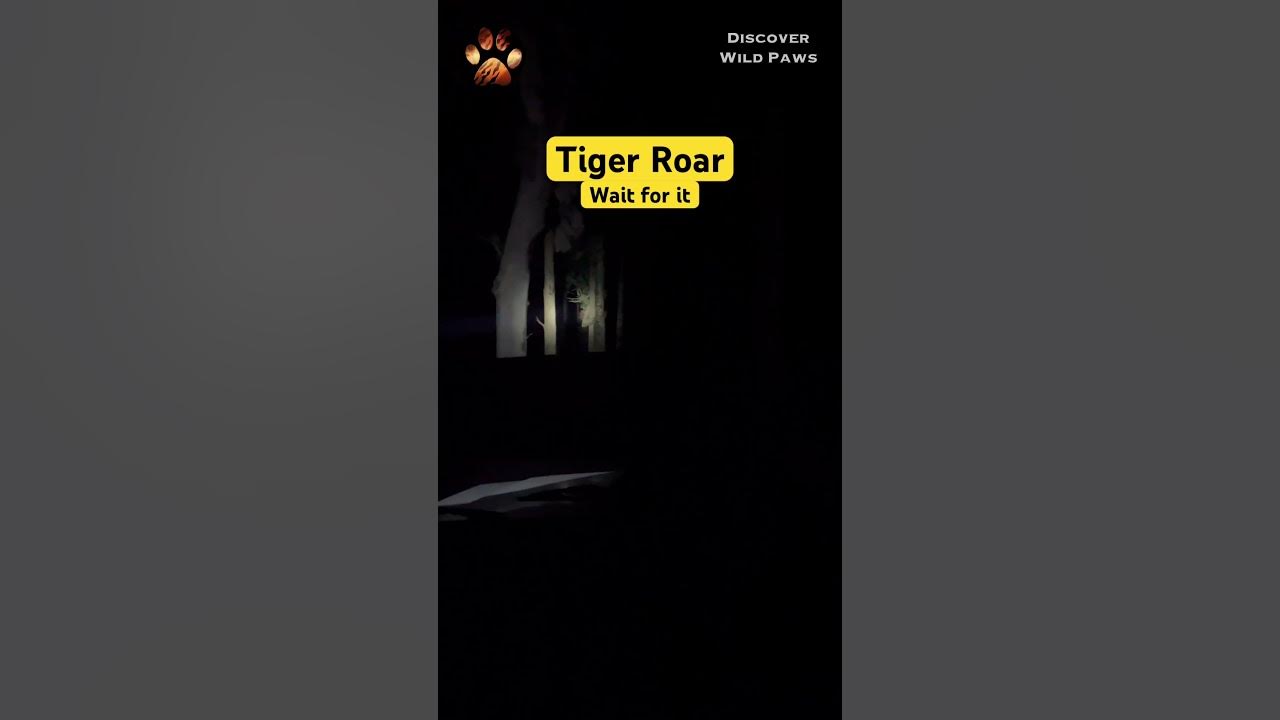 Loud Tiger Roar in Night Safari