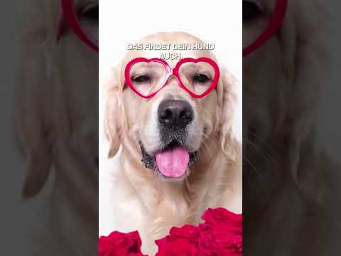 Video: Sind Rosen giftig für Hunde?