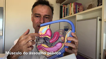 Como exercitar os músculos do períneo?