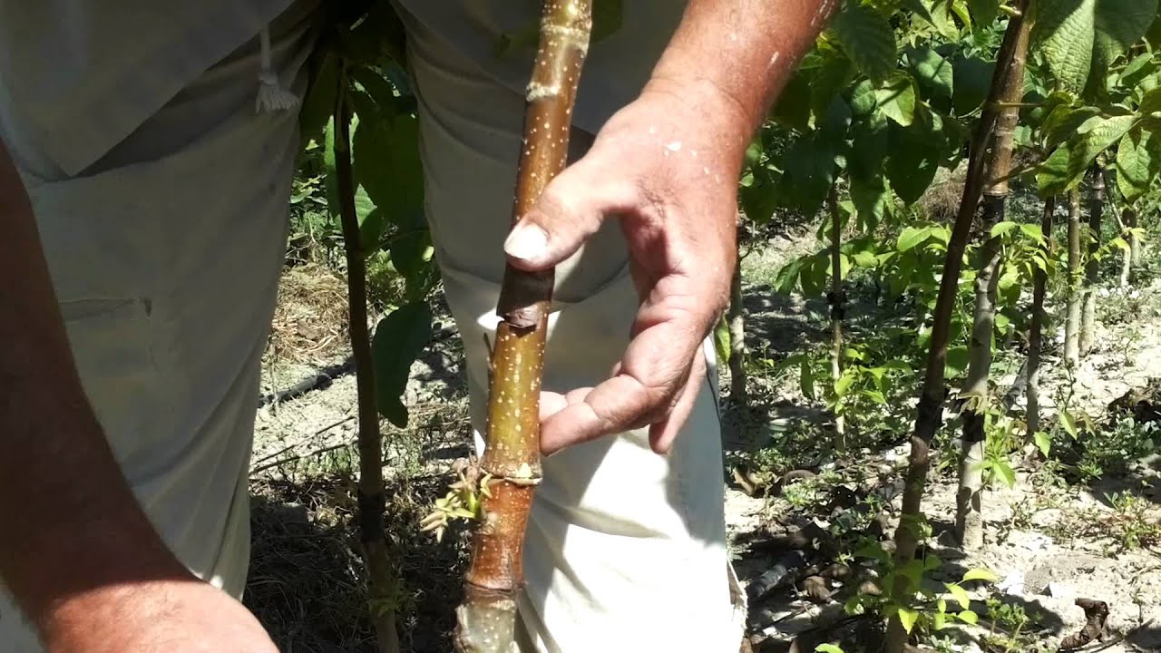 Φυτώρια καρυδιάς-φιστικιάς. Έλεγχος εμβολιασμού καρυδιάς