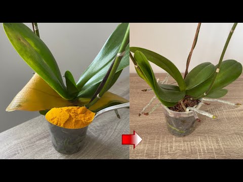 Video: Aloe Vera barglarining jigarrang rangga aylanishining oldini olishning 3 oson usuli