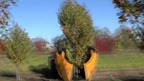 Dutchman 66" Tree Spade Loader