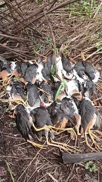 Two hours can get this much. #hunting #hunting #hunting ruakruak #hunting ruakruak