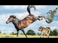 Wolf vs horse  wolves hunting horse