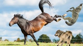 Wolf vs Horse | Wolves hunting horse