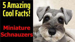 5 Fascinating Facts About Miniature Schnauzers