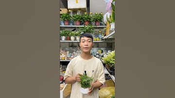 Công dụng của cây dương xỉ