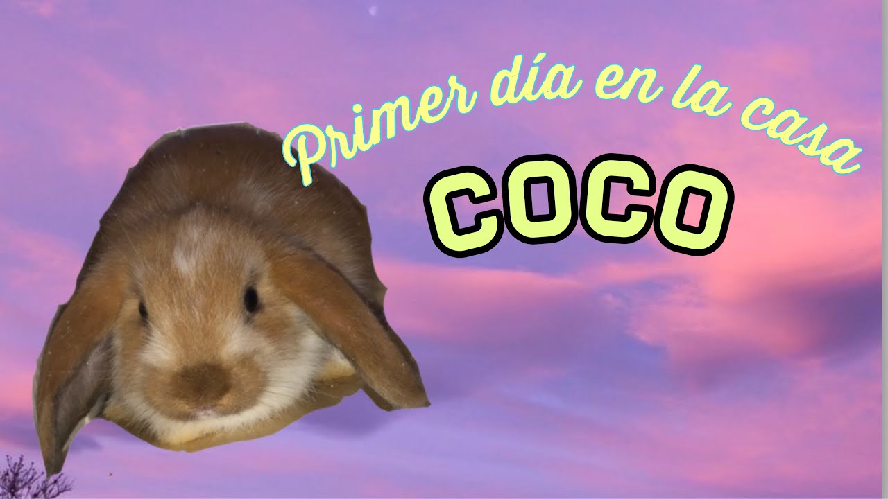 Primer día del conejito en casa 🐰 YouTube