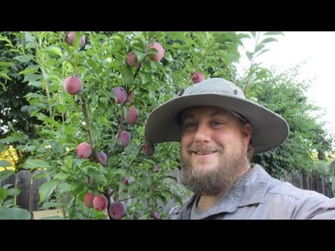 Video: Penjagaan Plum Opal – Cara Menanam Pokok Plum Opal Di Landskap