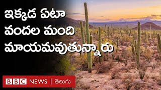 Sonoran Desert: ఈ ఎడారిలో ఏటా వందల మంది ఎలా కనిపించకుండా పోతున్నారు? | BBC Telugu