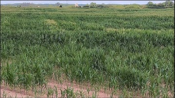 Corn School: Getting to the root of field variability