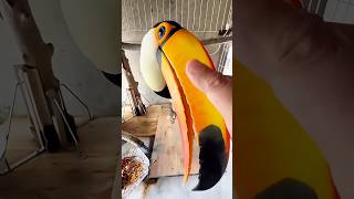 This Birds Beak Is Bigger Than Its Body