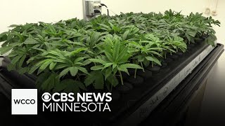 Some Minnesota businesses can apply for cannabis licenses next month