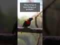 Parot Funny Video #shorts