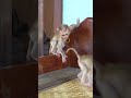 Adorable Little Monkey Moments,#short# babe #money# rose monkey# cute#