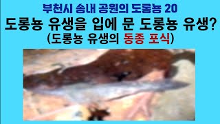 부천시 송내 공원의 도롱뇽 20. 도롱뇽 유생을 입에 문 도롱뇽 유생? (도롱뇽 유생의 동종포식); Korean salamander 20. Tadpole cannibalism by 이덕하의 진화심리학 25 views 2 weeks ago 2 minutes, 17 seconds